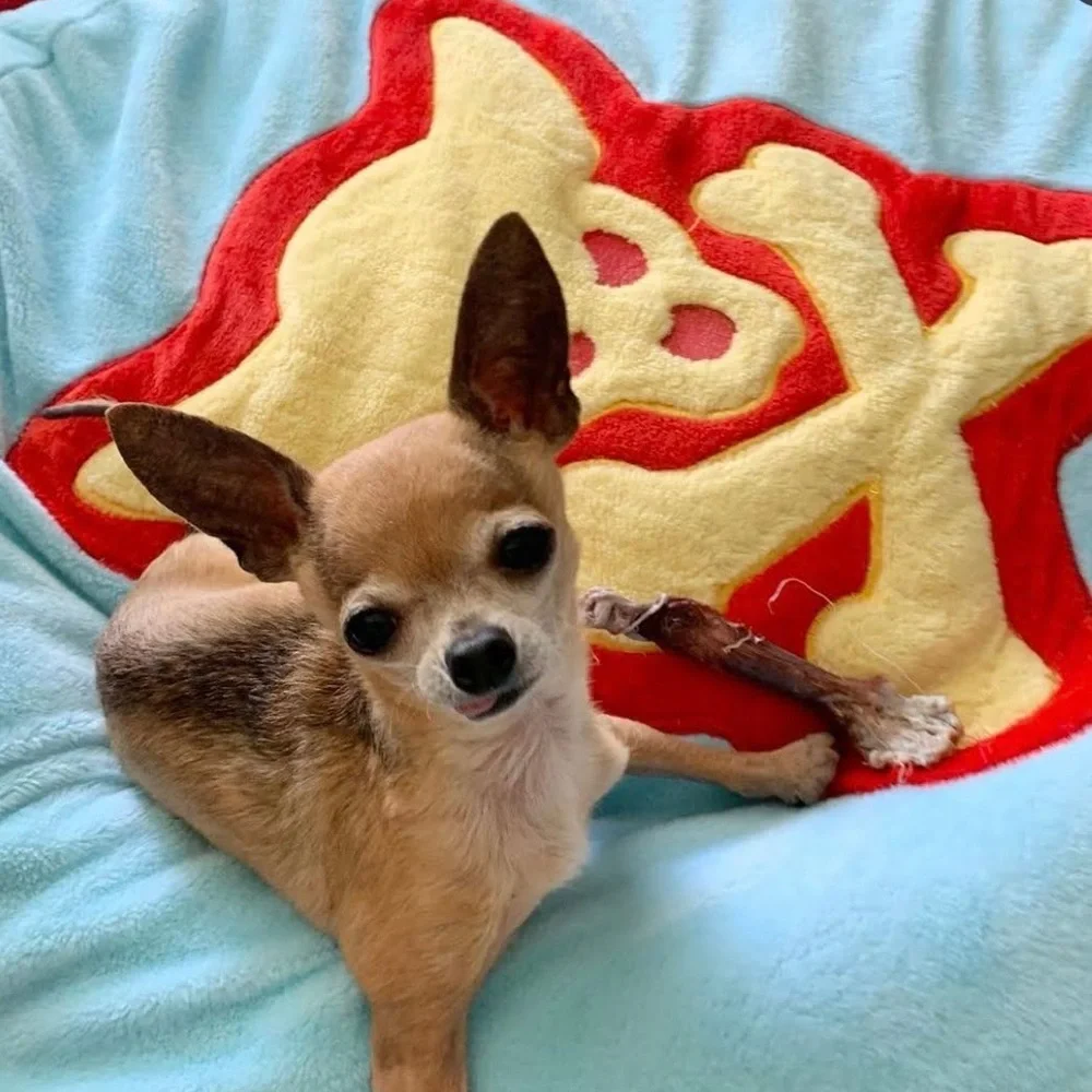 Dog Bed Cover ChiSkull Girl